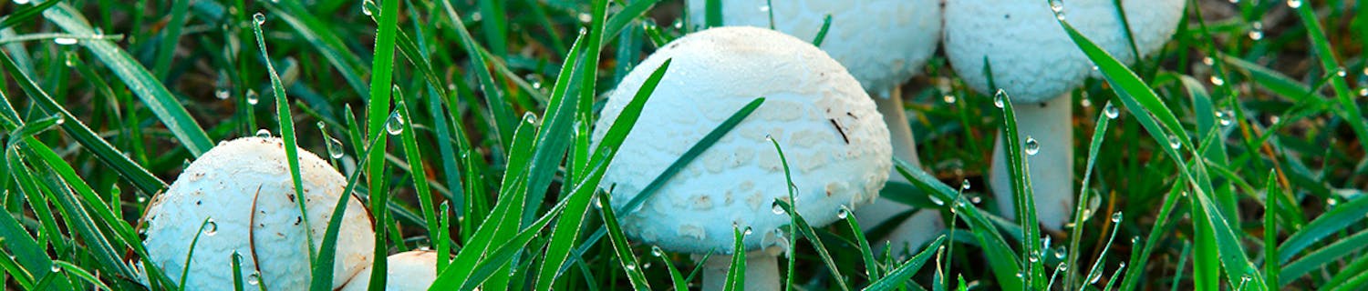 Sopp i plenen Vill sopp i duggvått gress